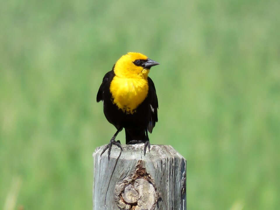 Yellow-headed wildlife nature
