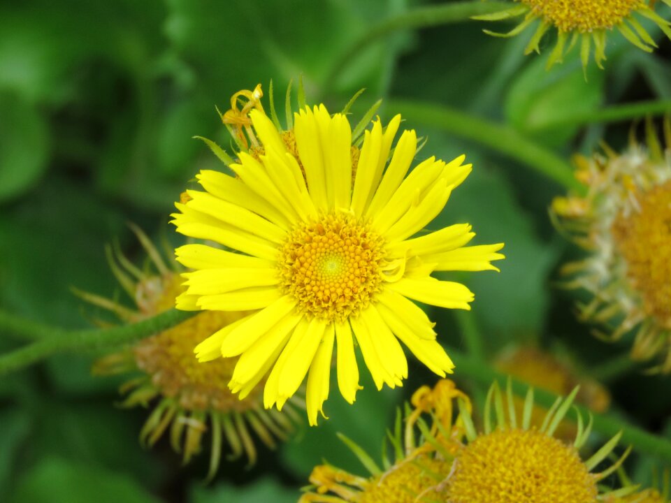 Nature plant petals