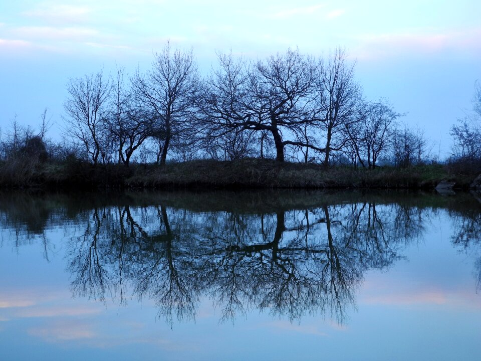 Pond forest surface
