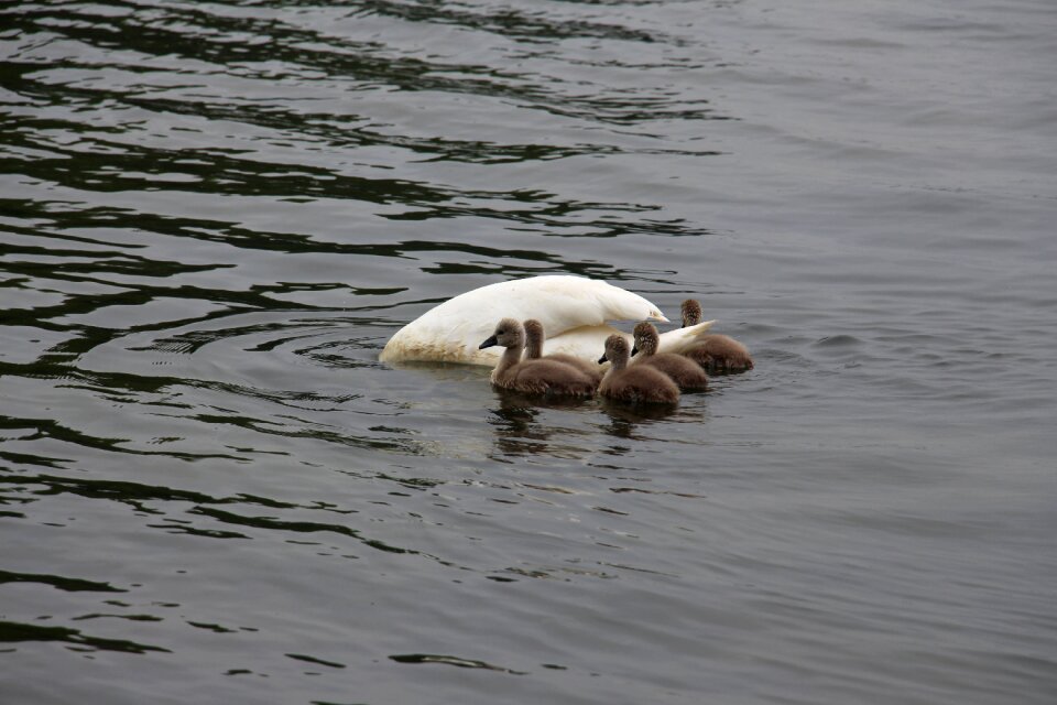 Water bird pride cygnet