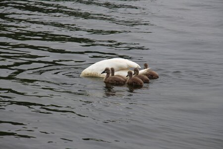 Water bird pride cygnet