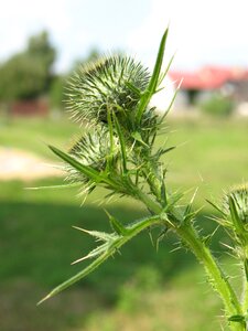 Nature spikes summer photo