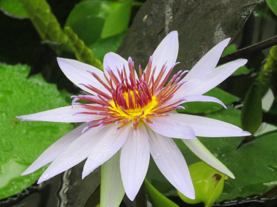 Botany plant garden