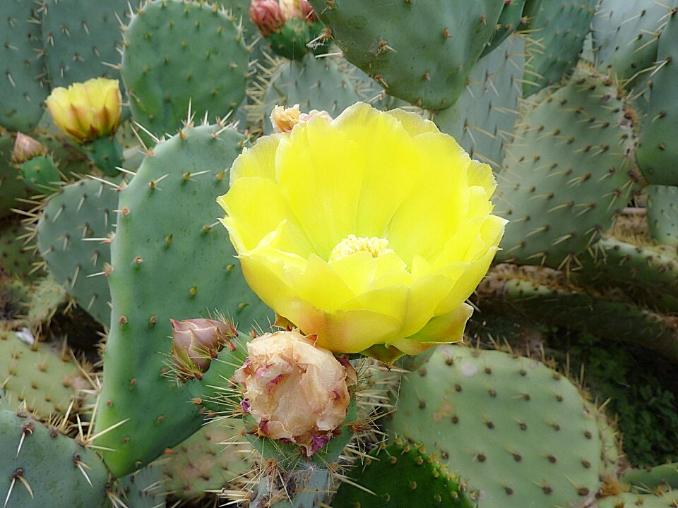 Macro flowering botany