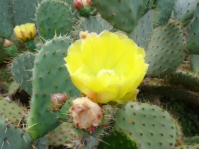 Macro flowering botany