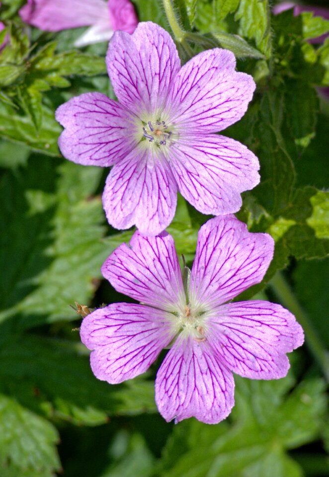 Violet purple wild mallow