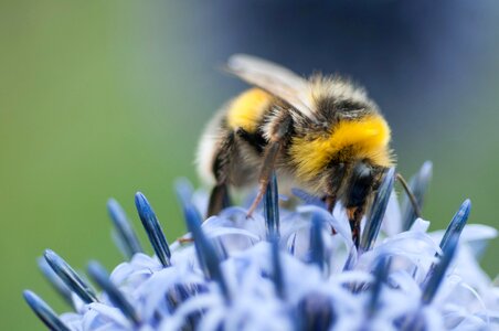 Yellow nature insect photo