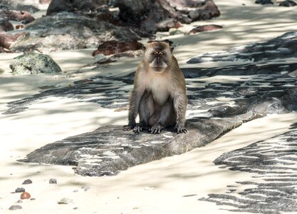 Island tour wild monkey sea photo