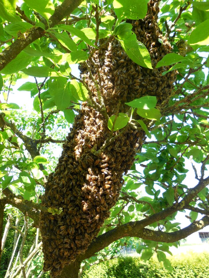 Beekeeper beekeeping nature