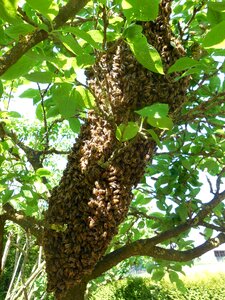 Beekeeper beekeeping nature photo