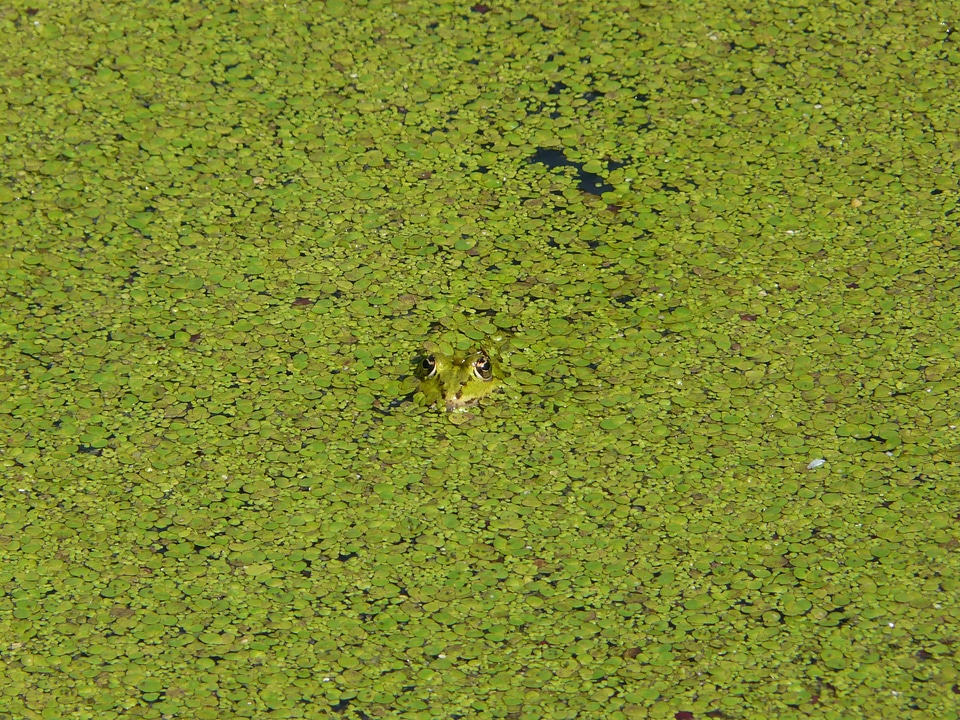 Amphibian pond green