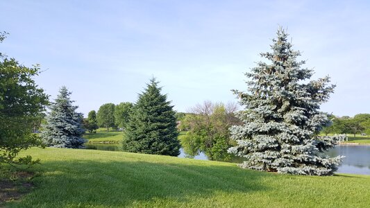 Sunny day trees grass photo