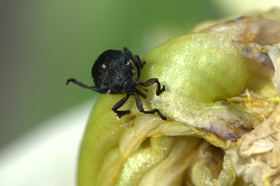Macro close up black