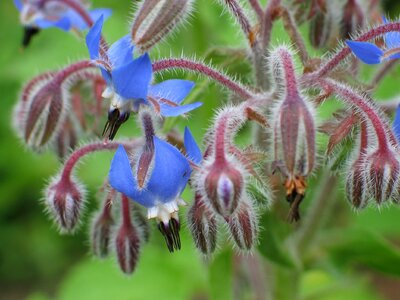 Blue button nature