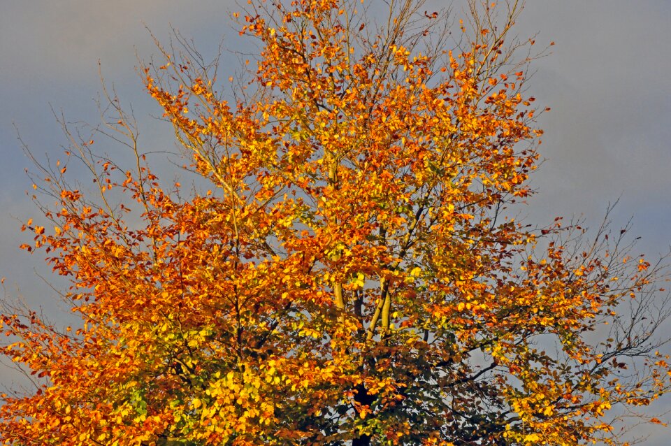 Autumn beech in the sun beech tree
