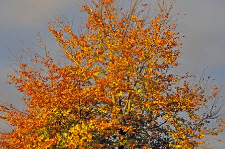 Autumn beech in the sun beech tree photo