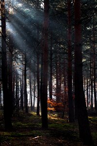 Mysticism morgenstimmung trees
