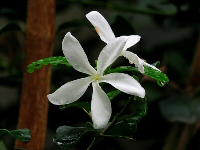 Flower white blossom