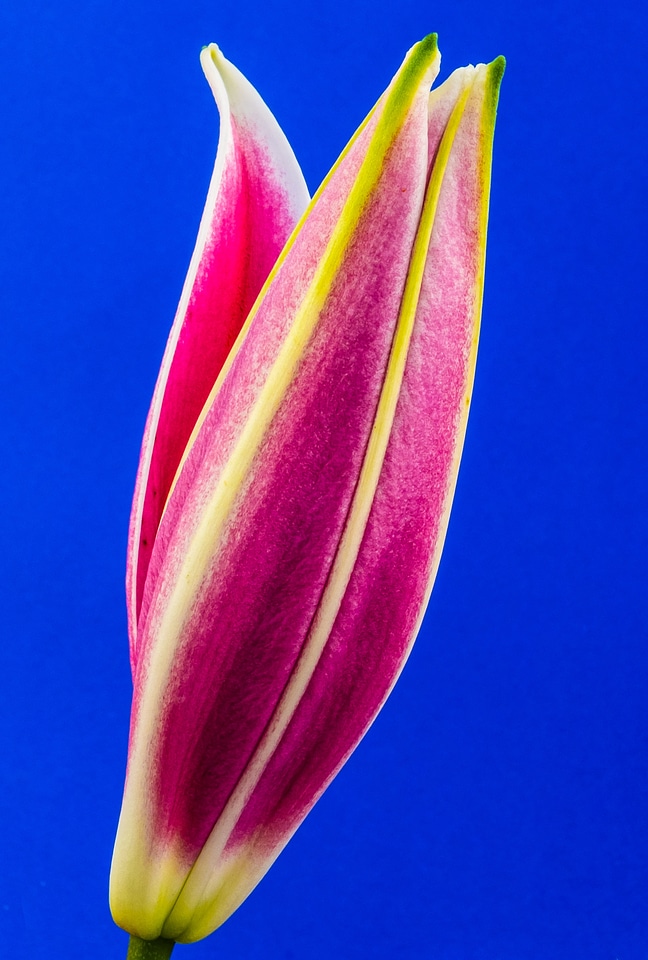 Flower red closed
