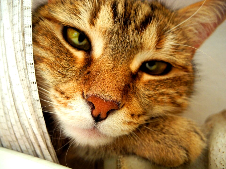 The head cat pet cat's eyes