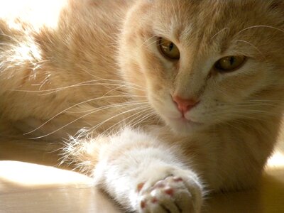 Cat ruby feline photo