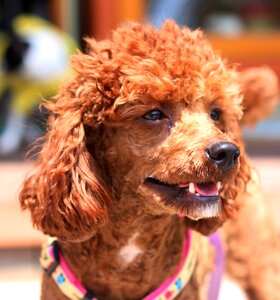 Gyeonggi do guangzhou dog hotel