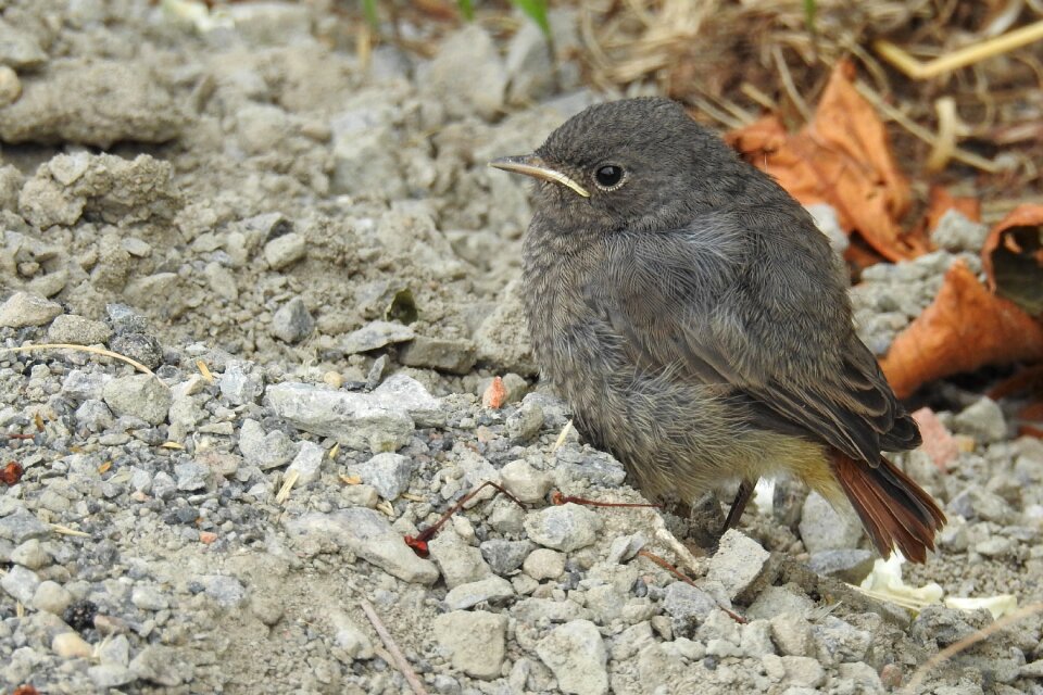 Young nature spring