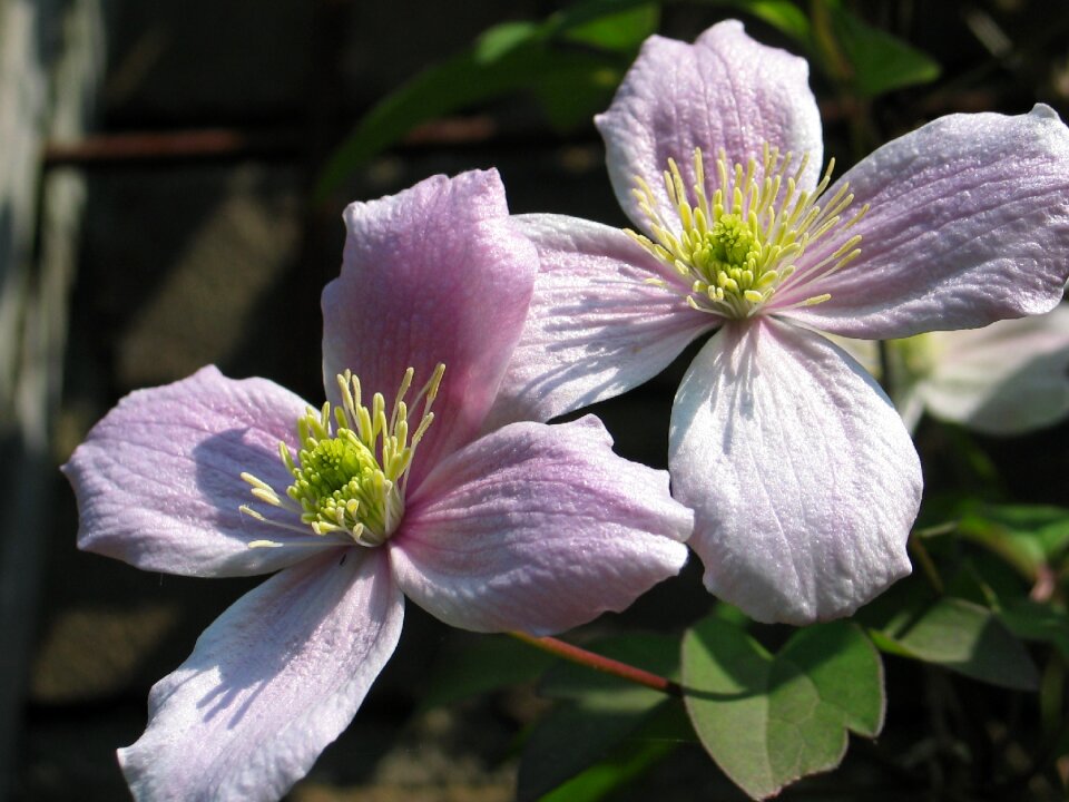 Stamens flora flower photo