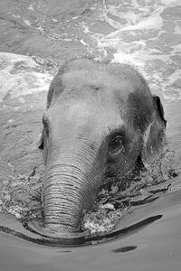 Mammal nature swimming