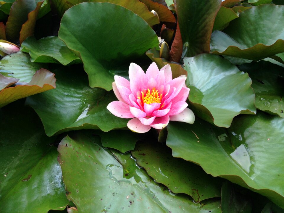 Aquatic plant pond plant nuphar lutea