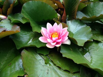 Aquatic plant pond plant nuphar lutea