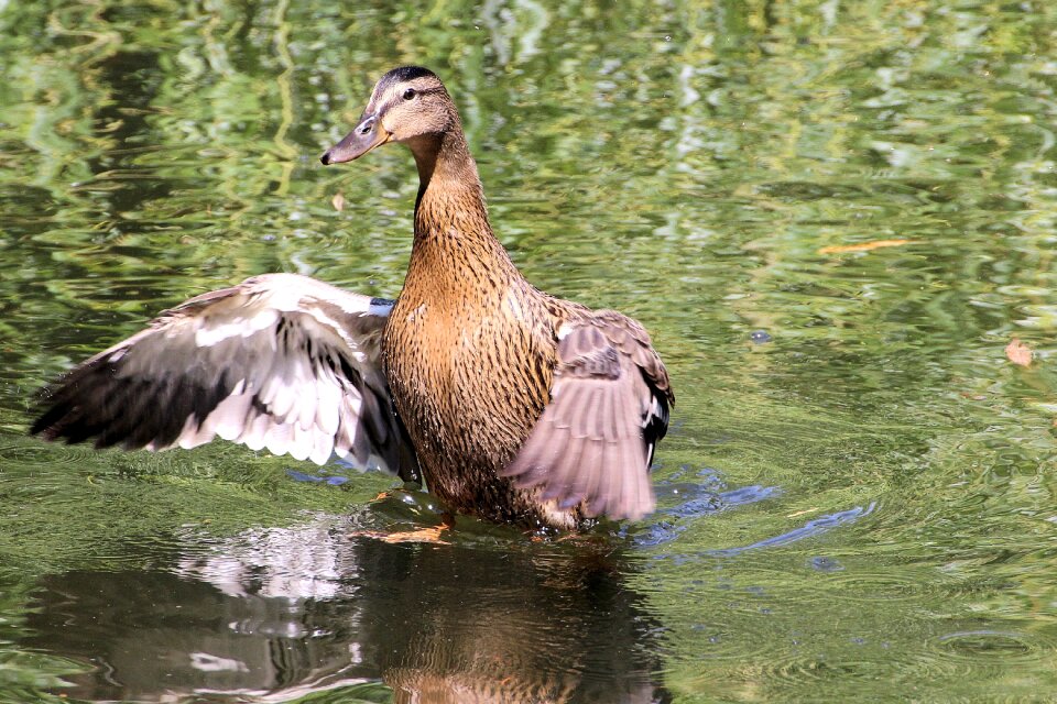 Nature pond aquatic animals