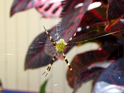 Web spider web spiderweb photo