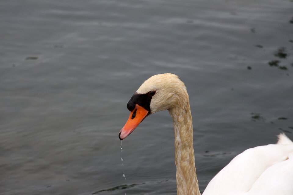 Water bird swans pride