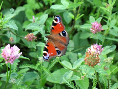 Nature green background macro photo