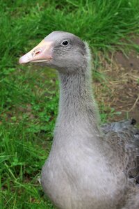 Birds beak animal photo