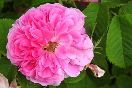 Garden roses rose blooms blossom