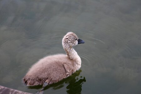 Young mute swan wet