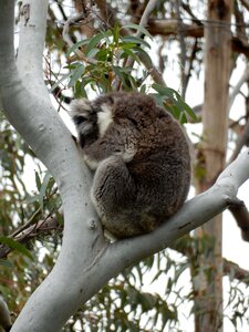 Wildlife tree marsupial photo