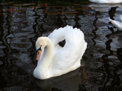 Swimming bird swans photo