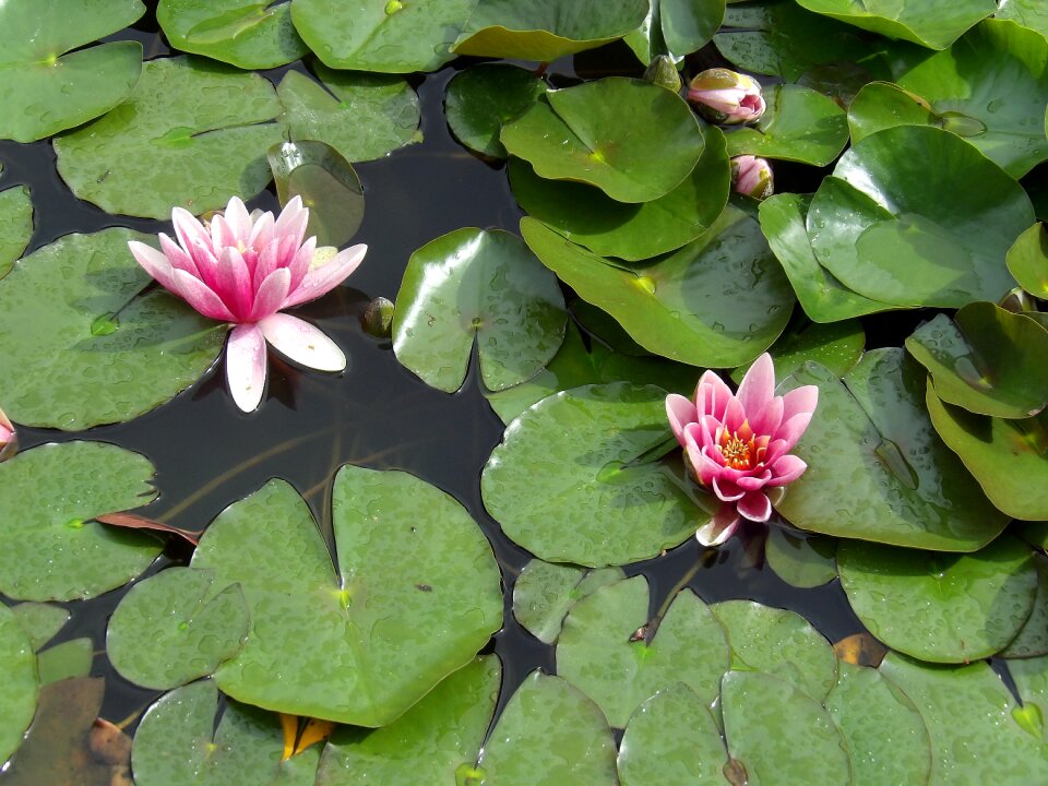 Pond aquatic plant flowers