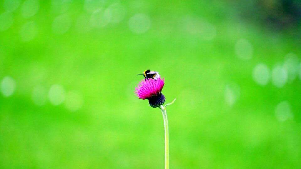 Nature summer blossom photo