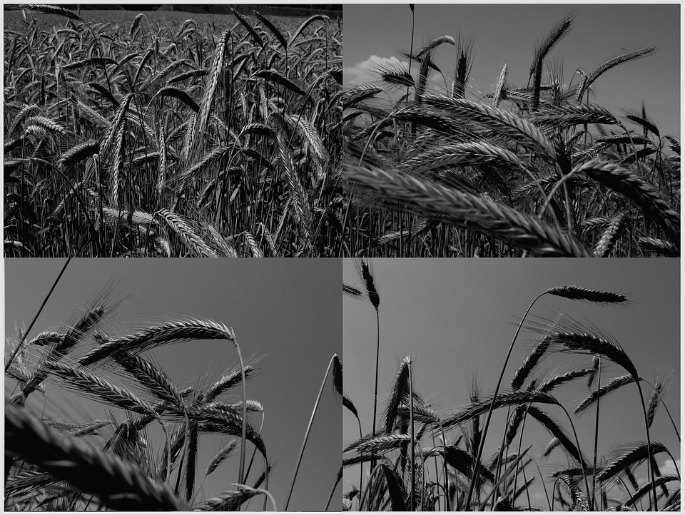 Black white black and white