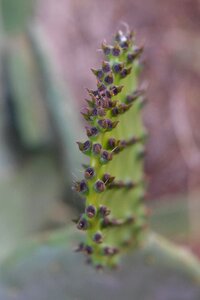 Spur cactus greenhouse prickly photo