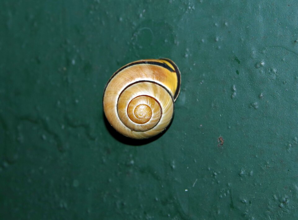 Green garden molluscum