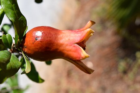 Close up pomegranate bud blossom