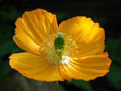 Stamens flora flower