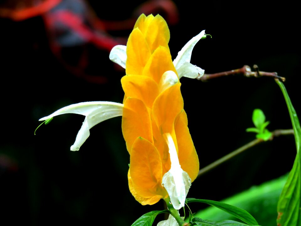 Botany plant garden