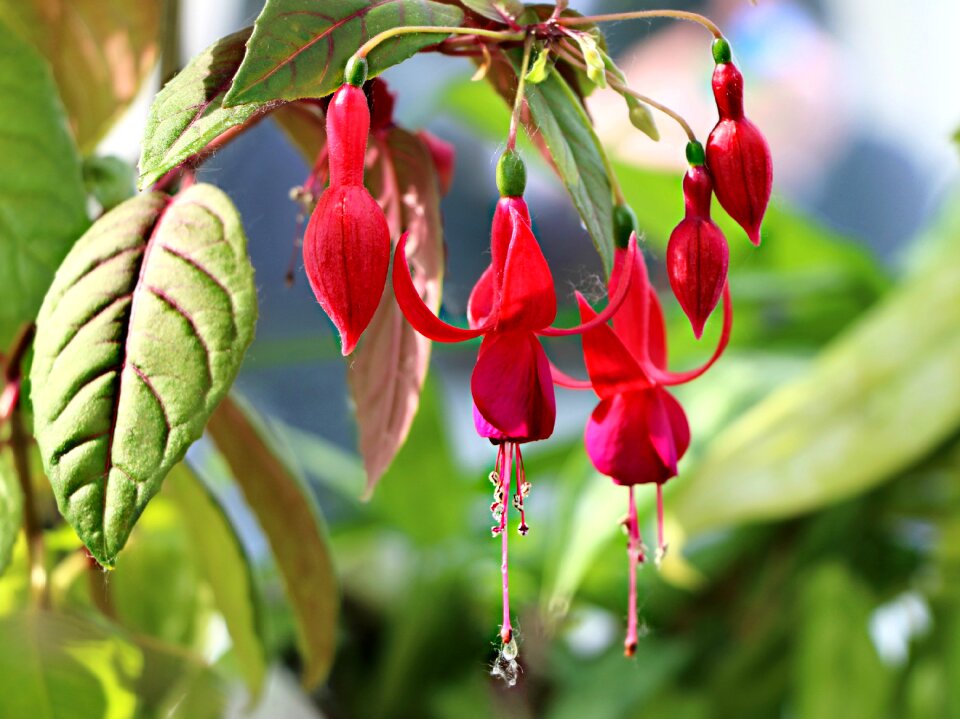 Gentle nature plant