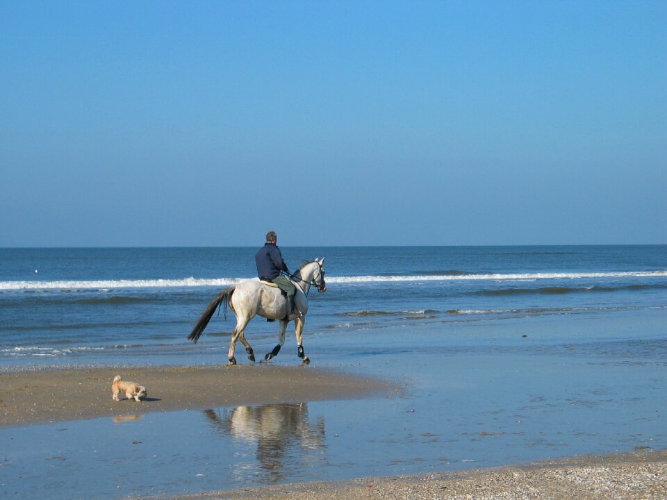 Dog beach sea